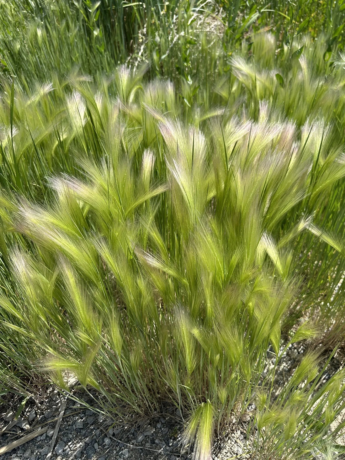 Best or Top Logo Animation Agencies and Companies in Enterprise, Nevada