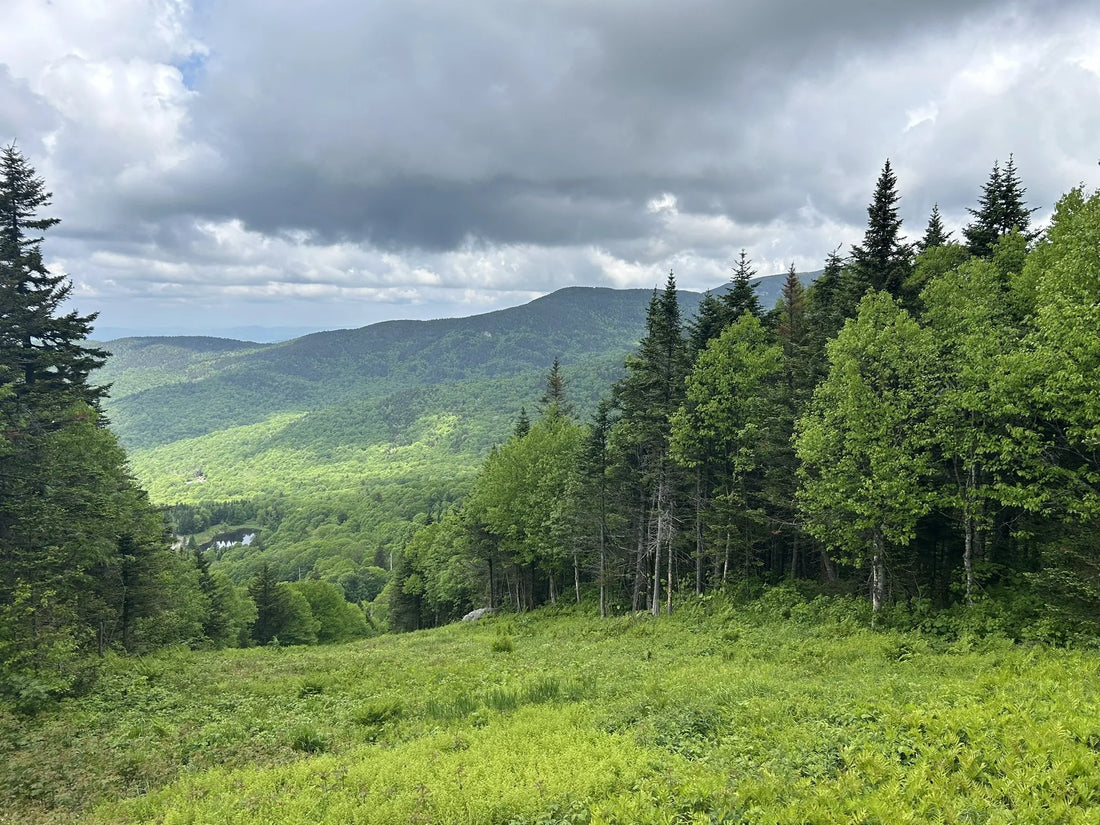 Best or Top Storyboards Agencies and Companies in Barre City, Vermont