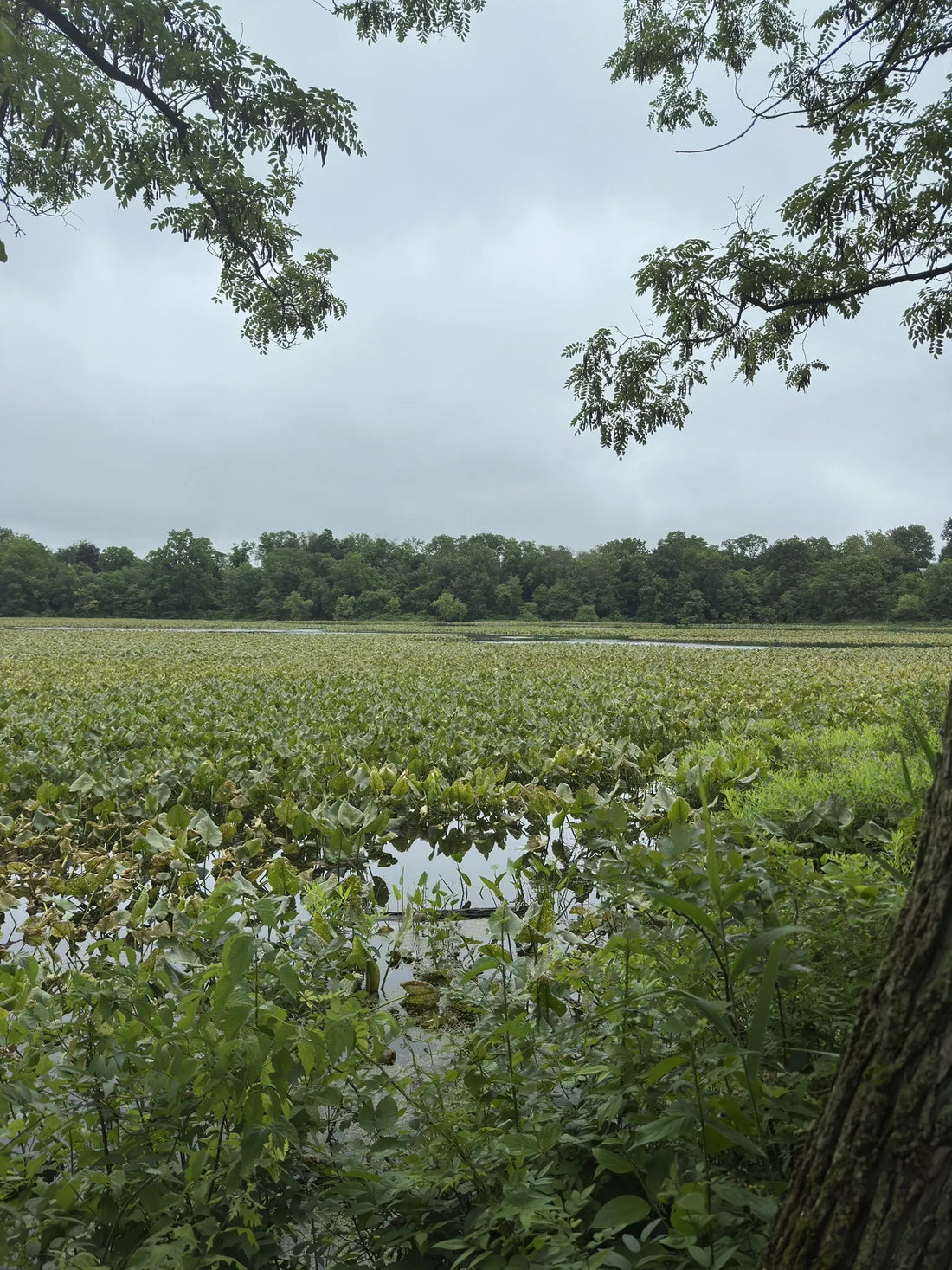 Best or Top Postcard Design Agencies and Companies in Trenton, New Jersey