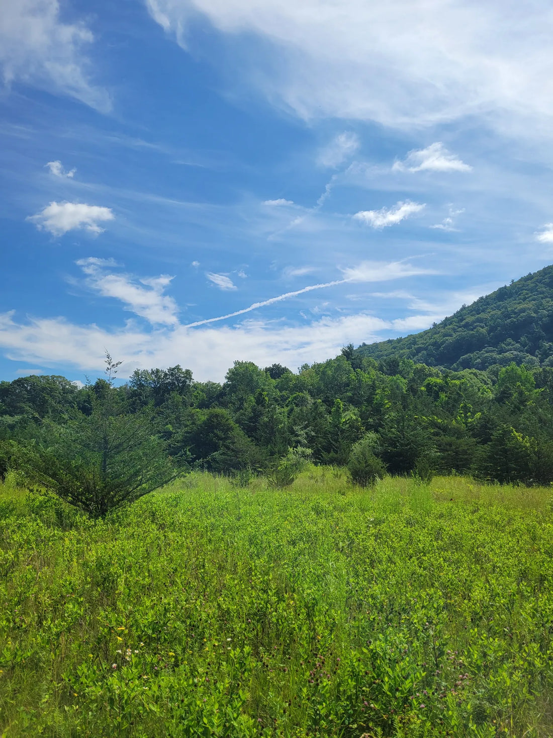 Best or Top Brochure Design Agencies and Companies in Woodbridge, New Jersey