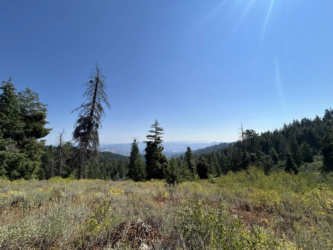 Top or Best Influencer Brand Partnership Agencies and Companies in Idaho