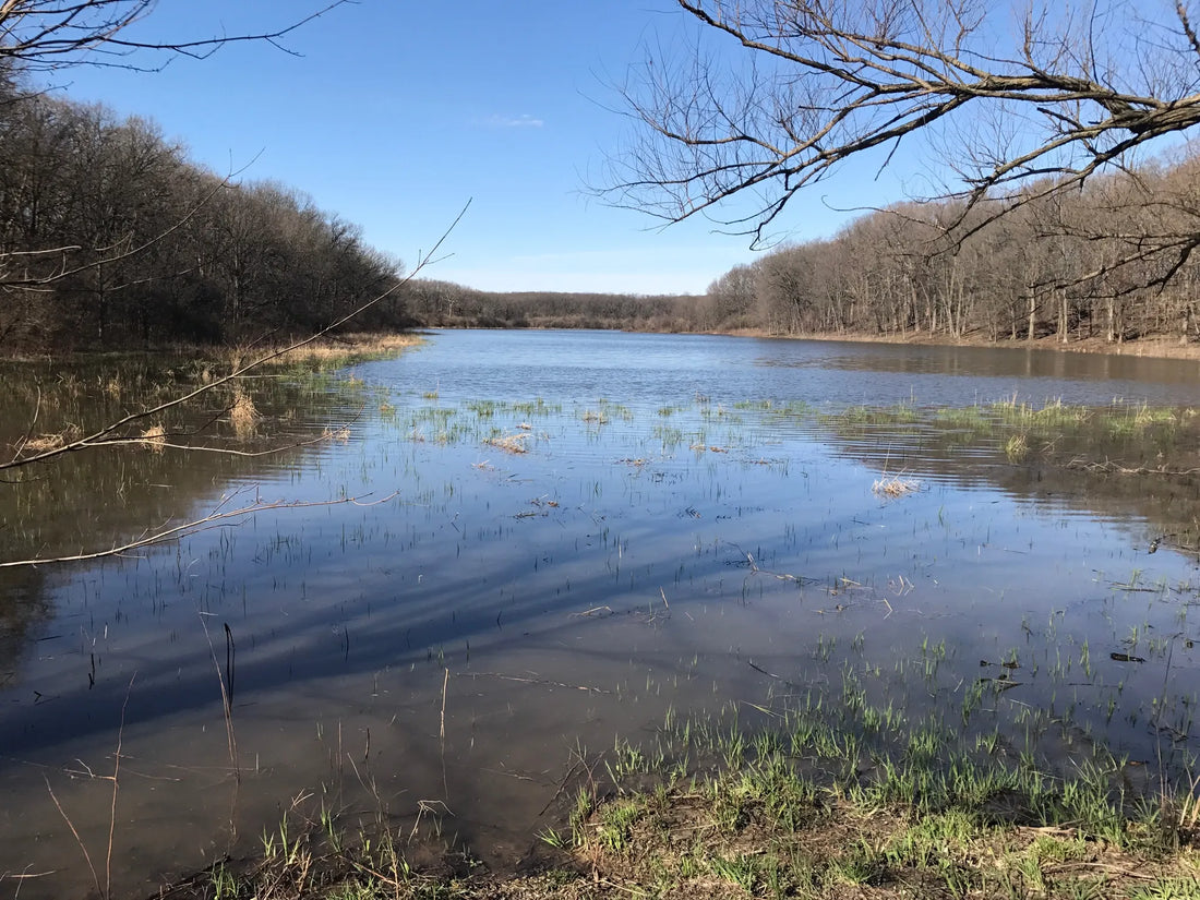 Top or Best NFT Art Design Agencies and Companies in Illinois