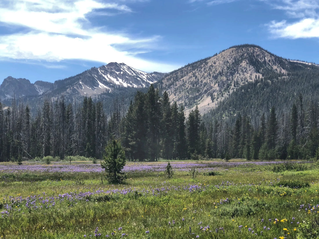 Top or Best Virtual Background Design Agencies and Companies in Idaho