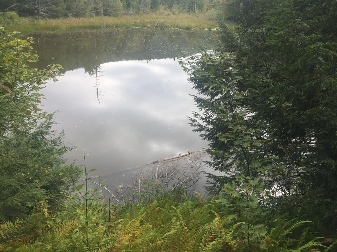 Best or Top Mural Design Agencies and Companies in St. Johnsbury, Vermont