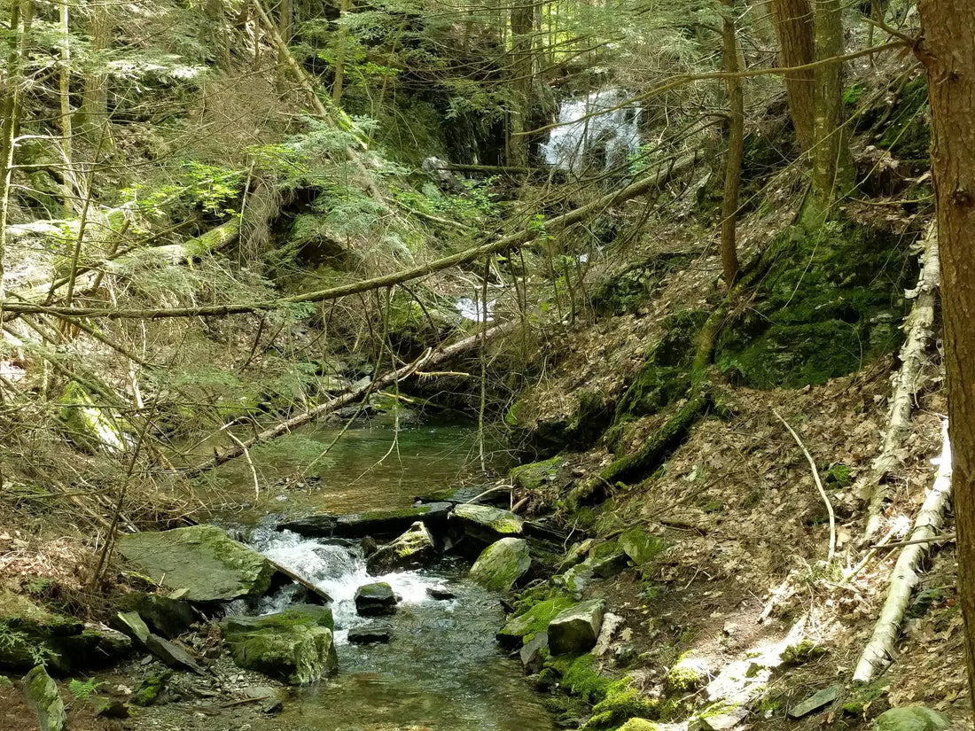 Best or Top Business Card Design Agencies and Companies in Shelburne, Vermont