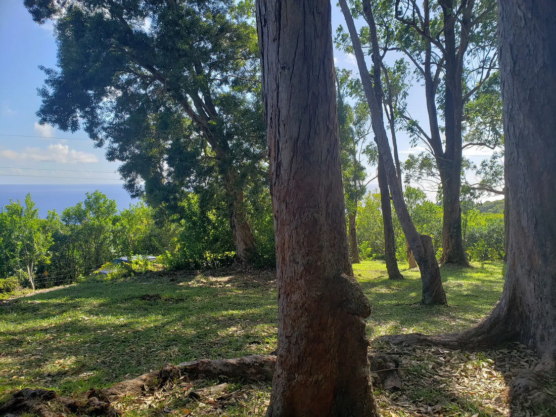 Top Stationery Design Agencies and Companies in Hawaii