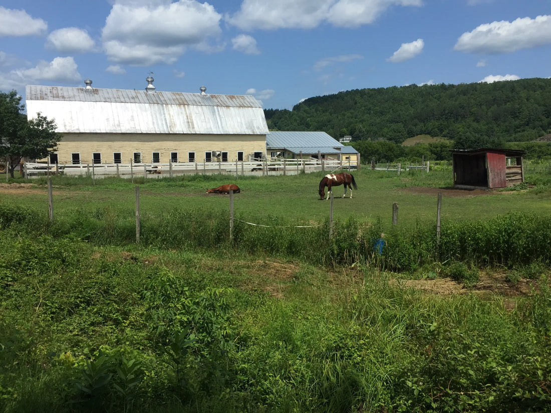 Best or Top Snapchat Management Agencies and Companies in St. Johnsbury, Vermont