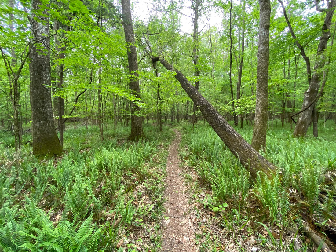 Best or Top Drawing & Illustration Agencies and Companies in Anderson, South Carolina