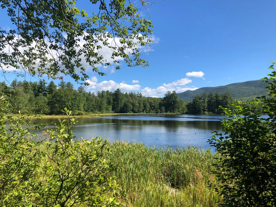 Best or Top Portraits & Caricatures Agencies and Companies in St. Johnsbury, Vermont