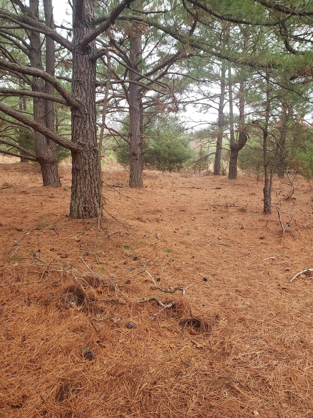 Best or Top Mural Design Agencies and Companies in Shawnee, Oklahoma