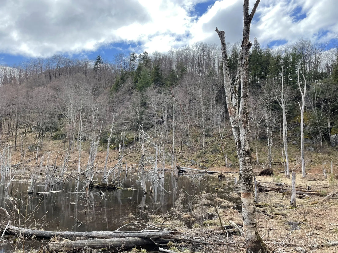 Best or Top Instagram Management Agencies and Companies in St. Albans town, Vermont