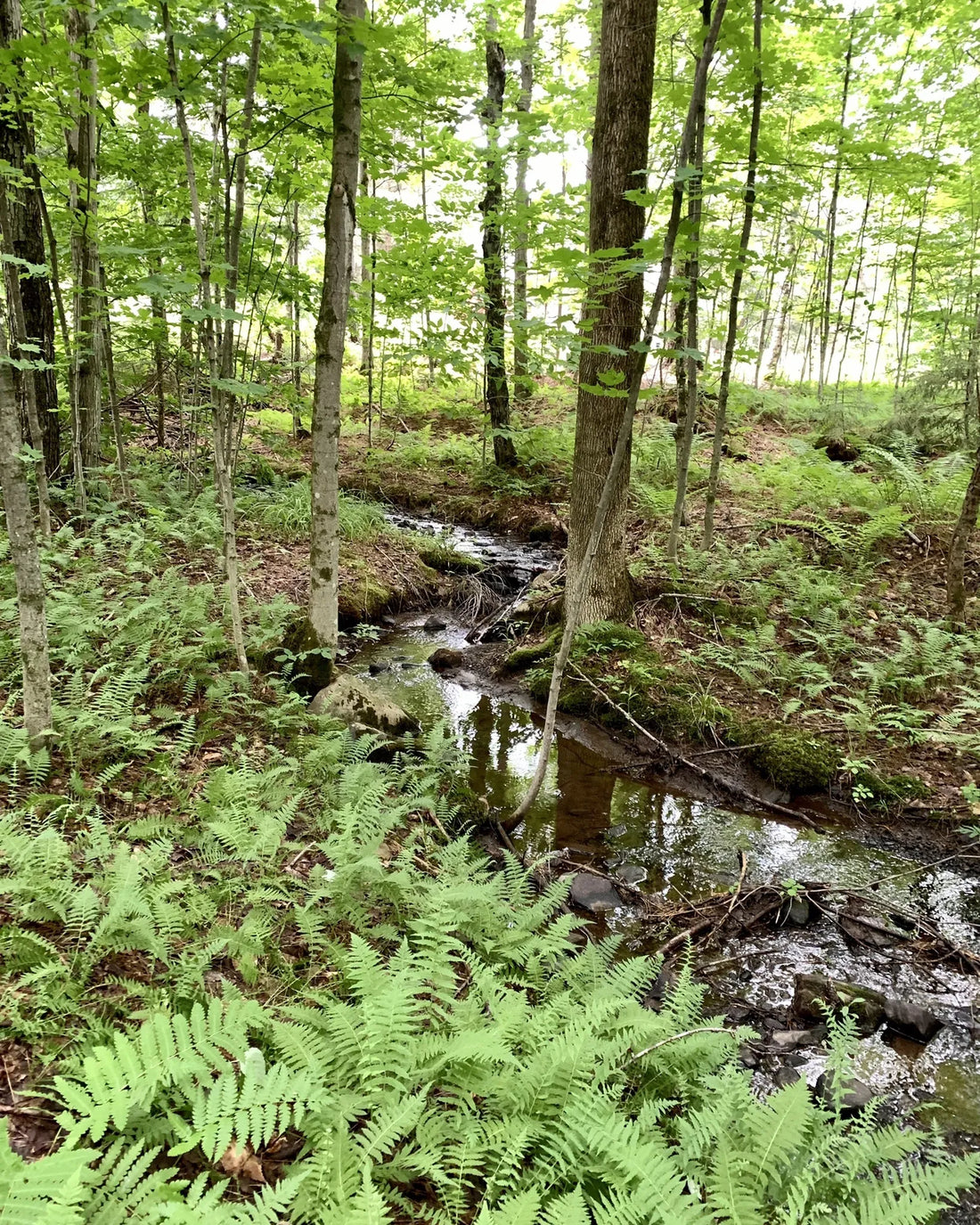 Best or Top Poster Design Agencies and Companies St. Johnsbury, Vermont