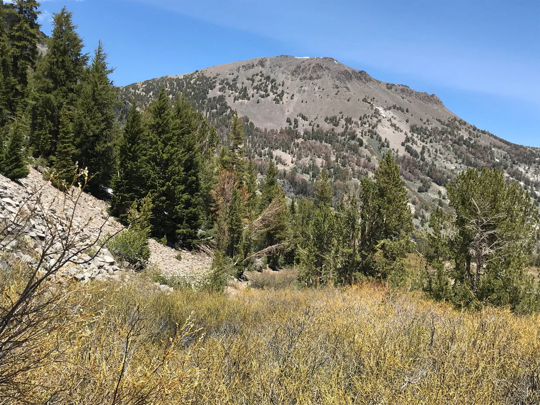 Best or Top Graphic Design Agencies and Companies in North Las Vegas, Nevada