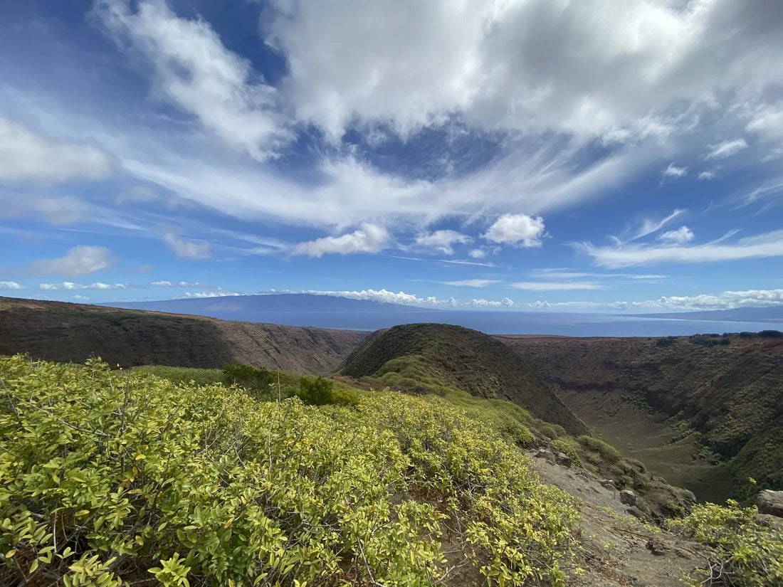 Top or Best Portraits & Caricatures Agencies and Companies in Hawaii