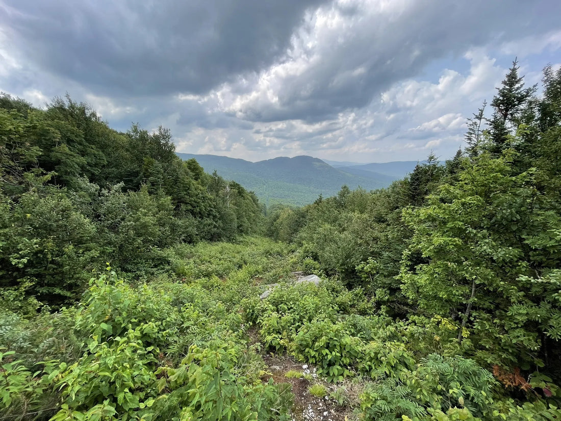 Best or Top Postcard Design Agencies and Companies in Montpelier, Vermont