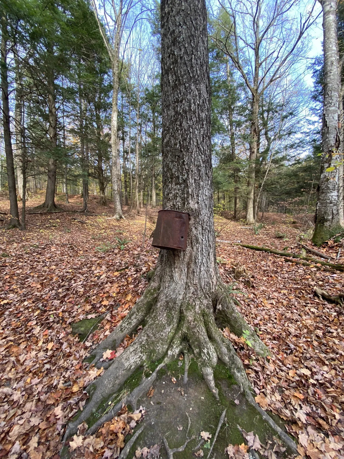 Best or Top TikTok Management Agencies and Companies in Montpelier, Vermont