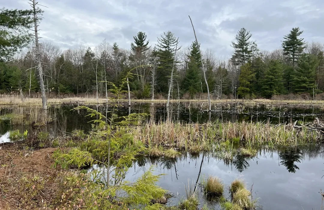 Top or Best Instagram Management Agencies and Companies in Milford, New Hampshire