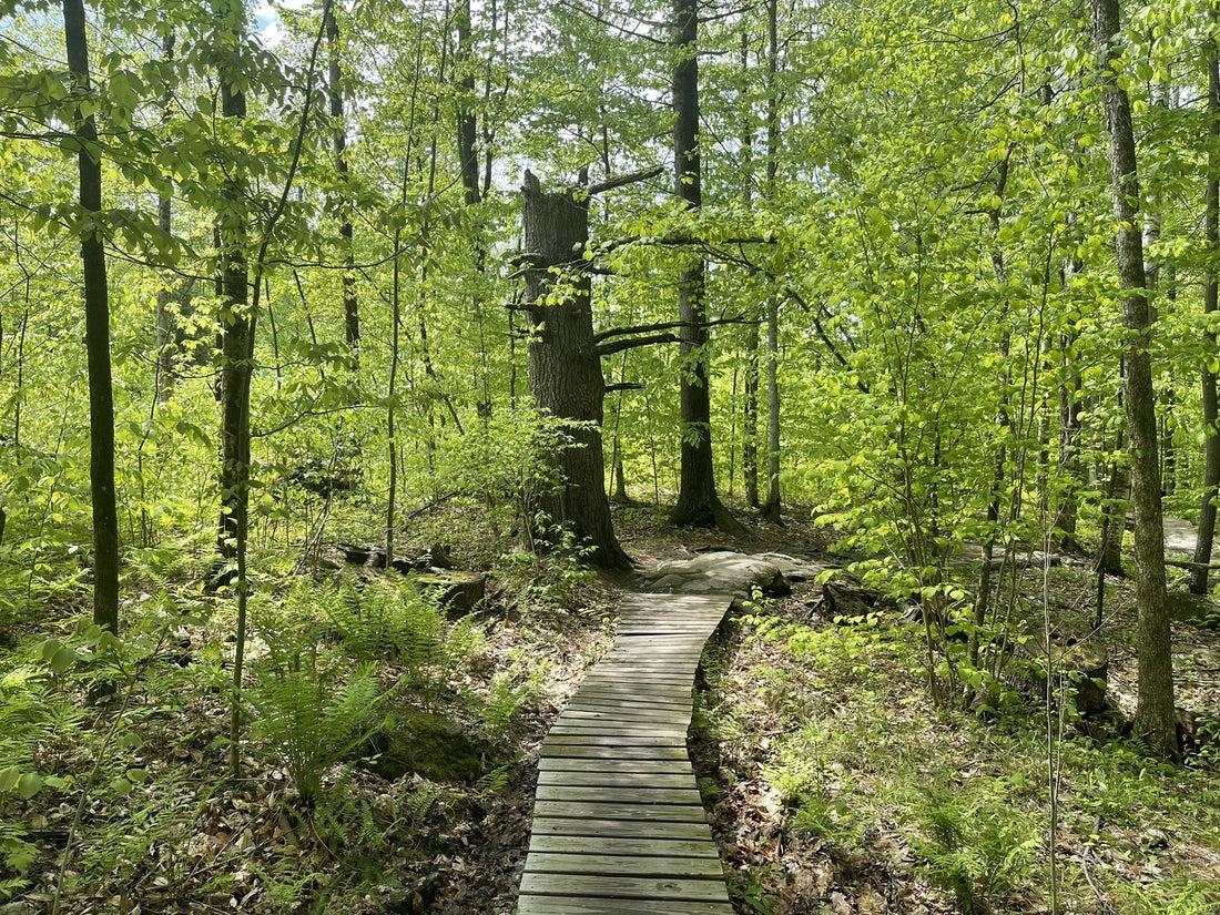 Best or Top NFT Art Agencies and Companies in Barre City, Vermont