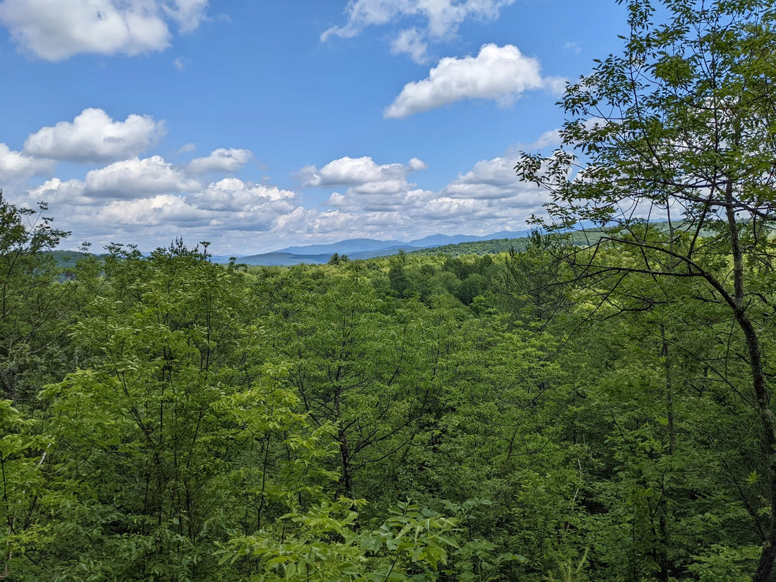 Best or Top Banner Ads Agencies and Companies in Springfield, Vermont