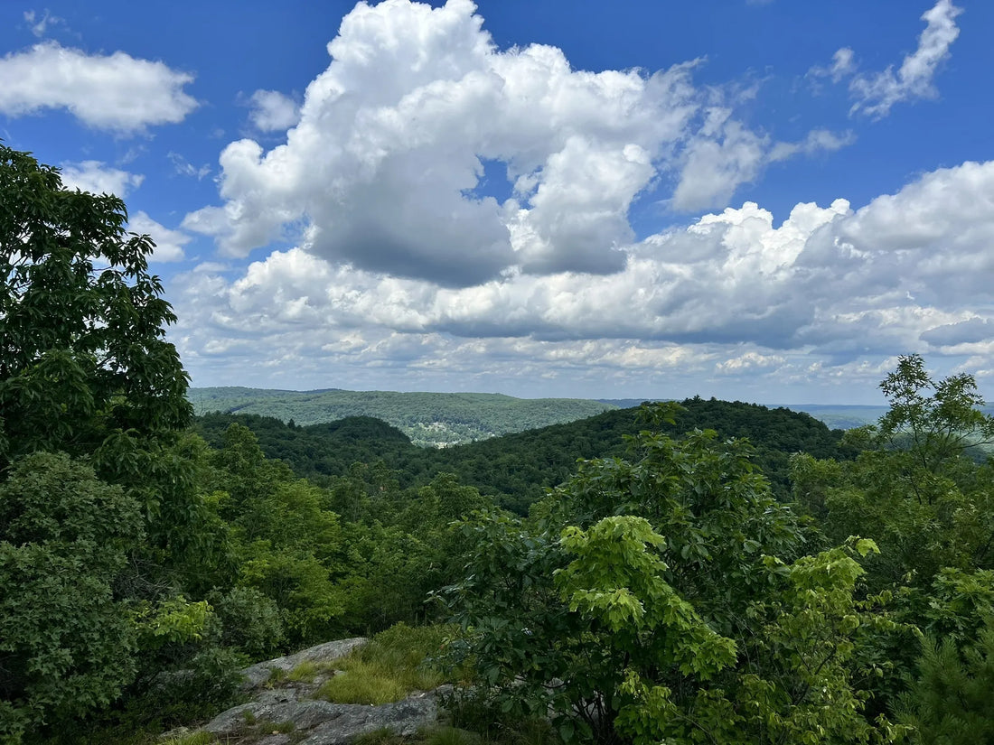 Top Influencer Management Agencies and Companies in Connecticut