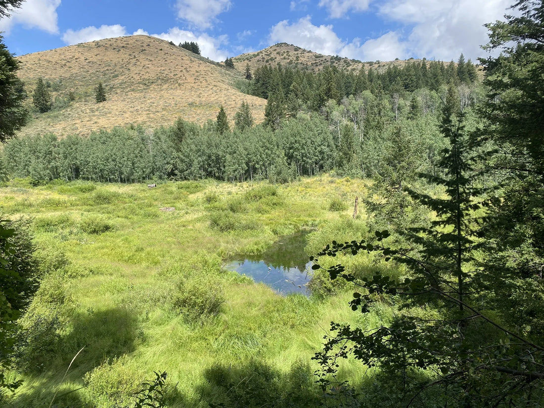 Top or Best Athlete Agency Agencies and Companies in Idaho