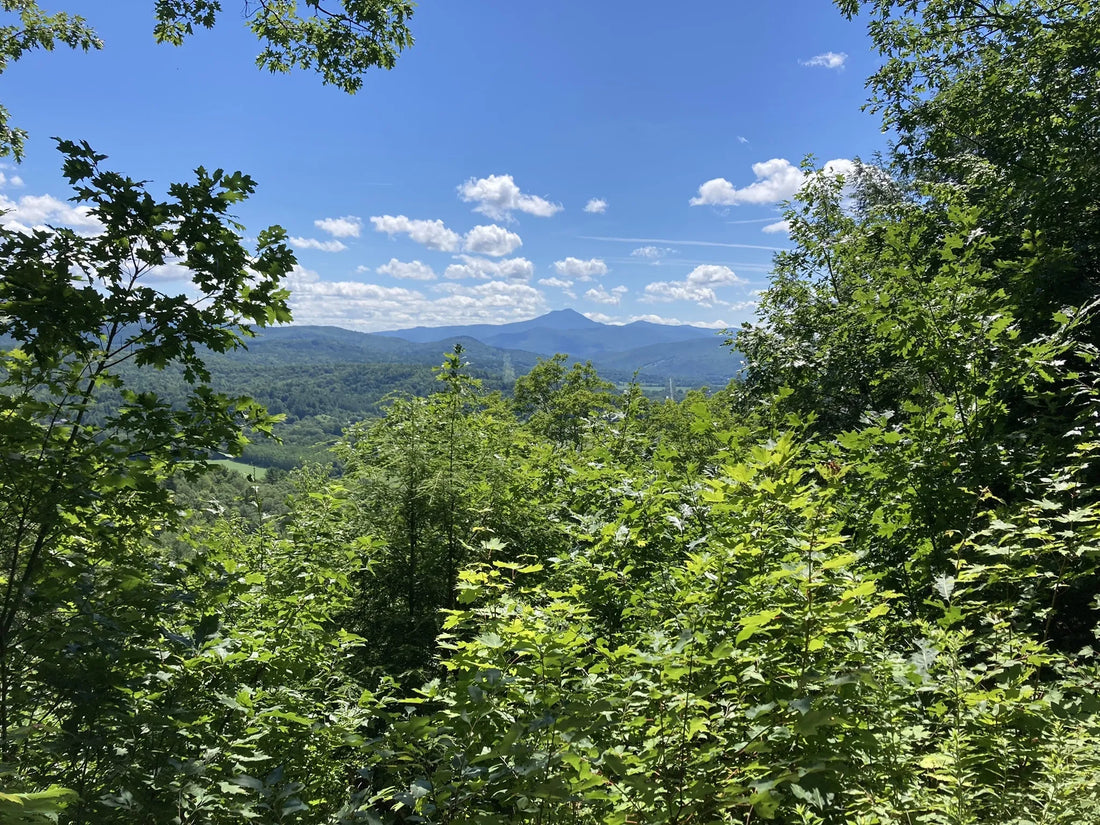 Best or Top Cartoons & Comics Agencies and Companies in Barre City, Vermont