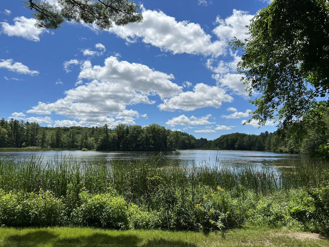 Best or Top NFT Art Agencies and Companies in Winooski, Vermont