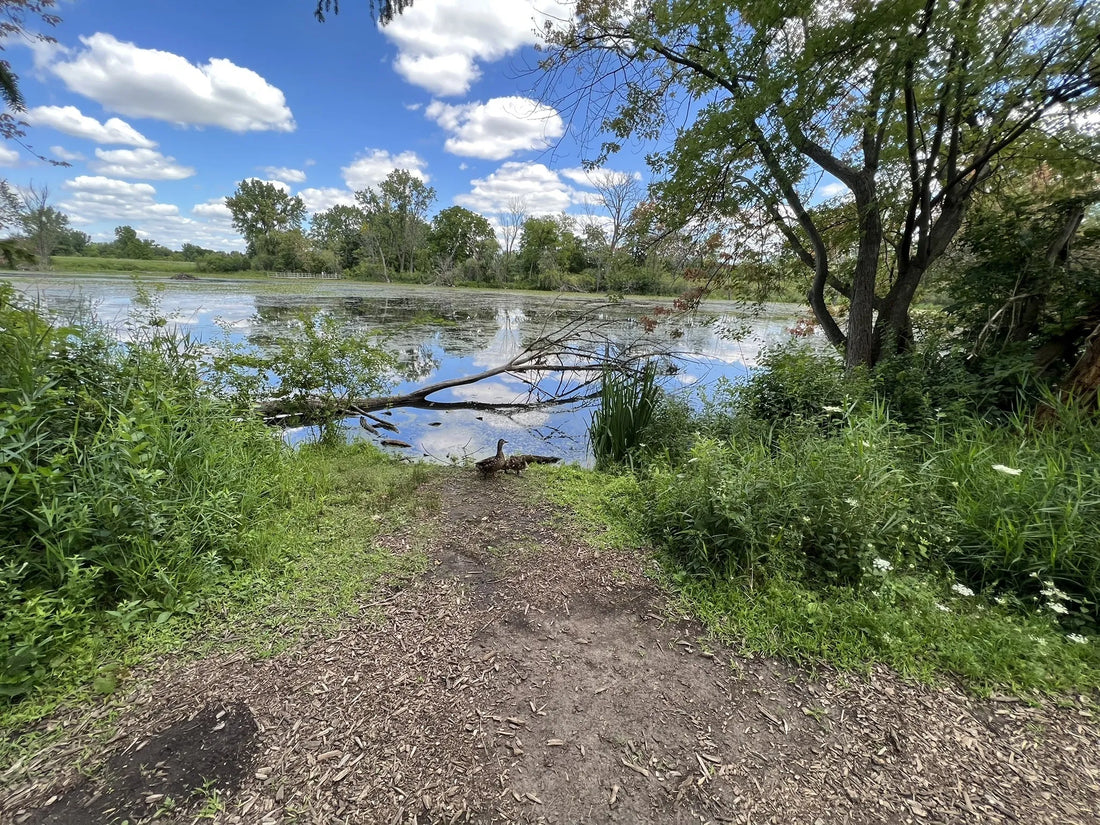 Top or Best Storyboard Design Agencies and Companies in Illinois