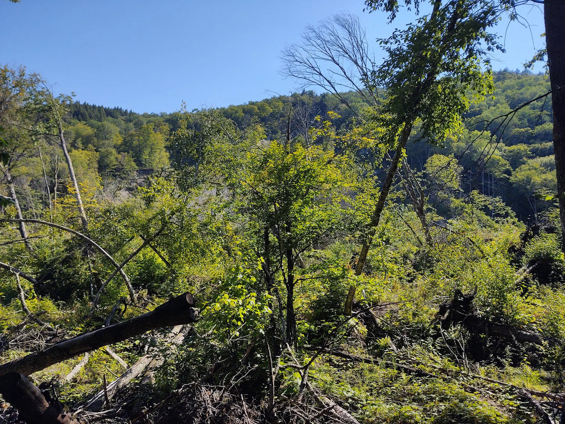 Best or Top Invitation Design Agencies and Companies in Montpelier, Vermont