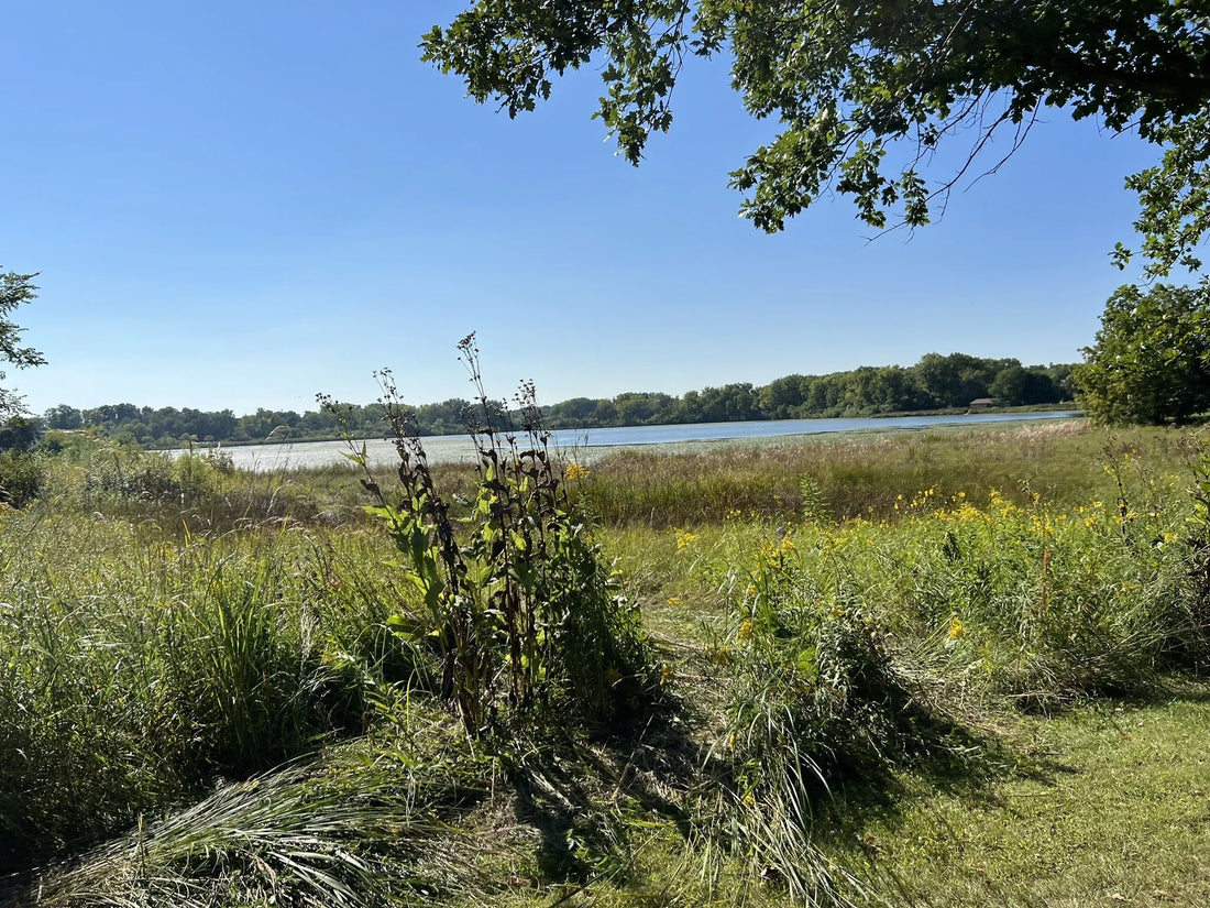 Top or Best Logo Design Agencies and Companies in Illinois