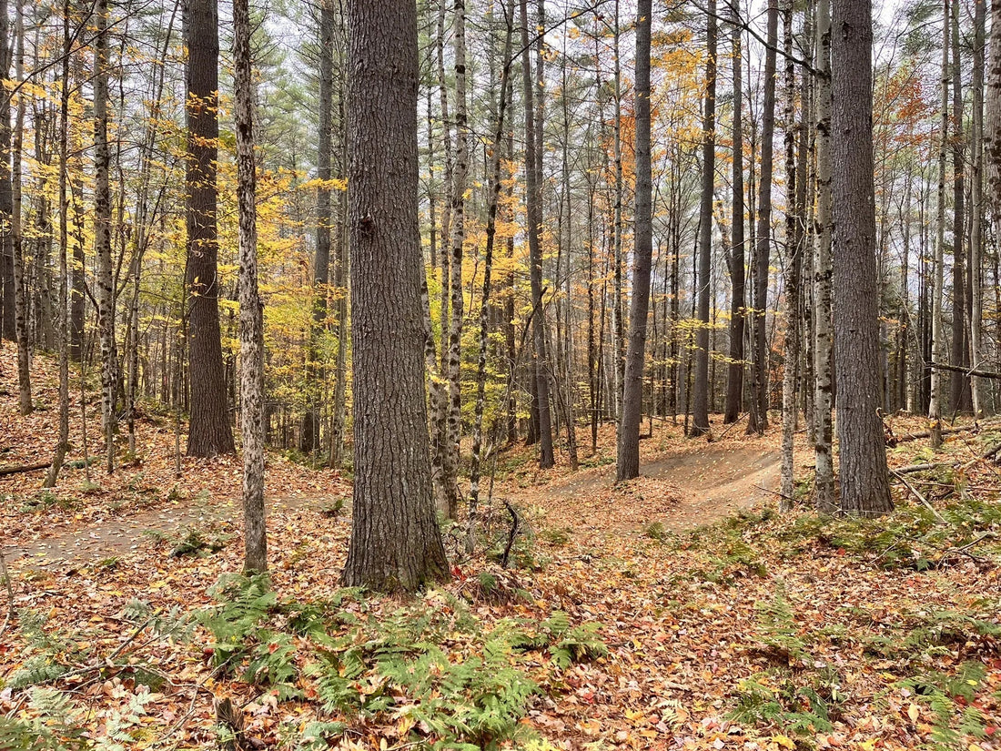 Best or Top Direct Mail Design Agencies and Companies in Montpelier, Vermont