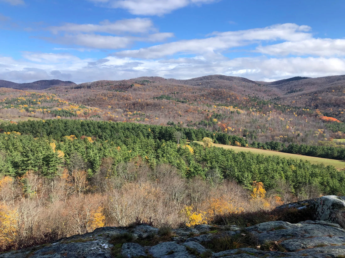 Best or Top X (Twitter) Management Agencies and Companies in Barre City, Vermont