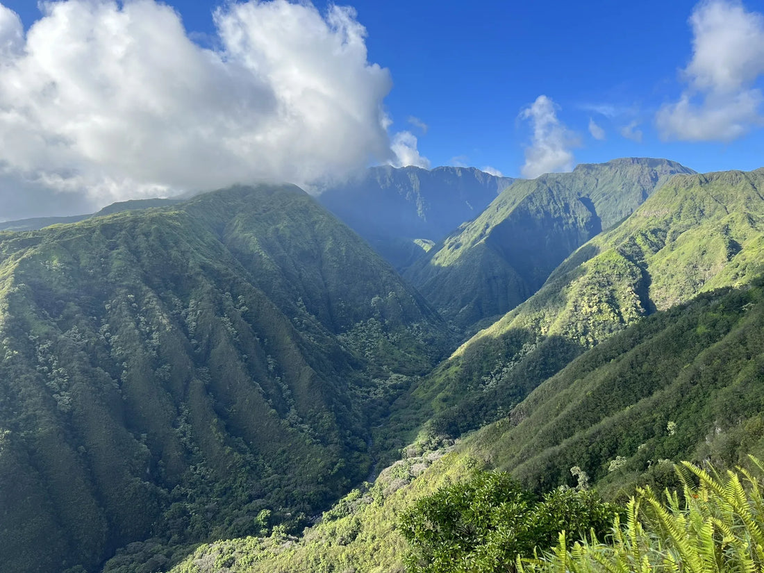 Top Influencer Agency Agencies and Companies in Hawaii