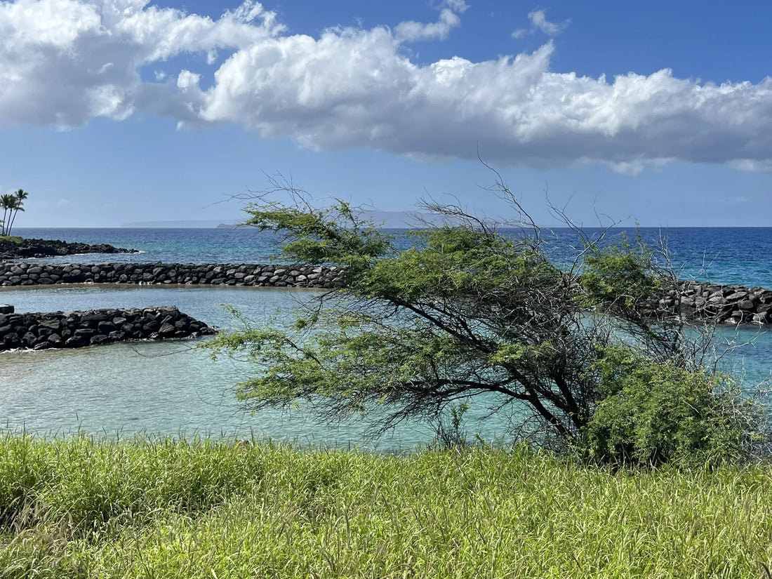 Top or Best X (Twitter) Management Agencies and Companies in Hawaii