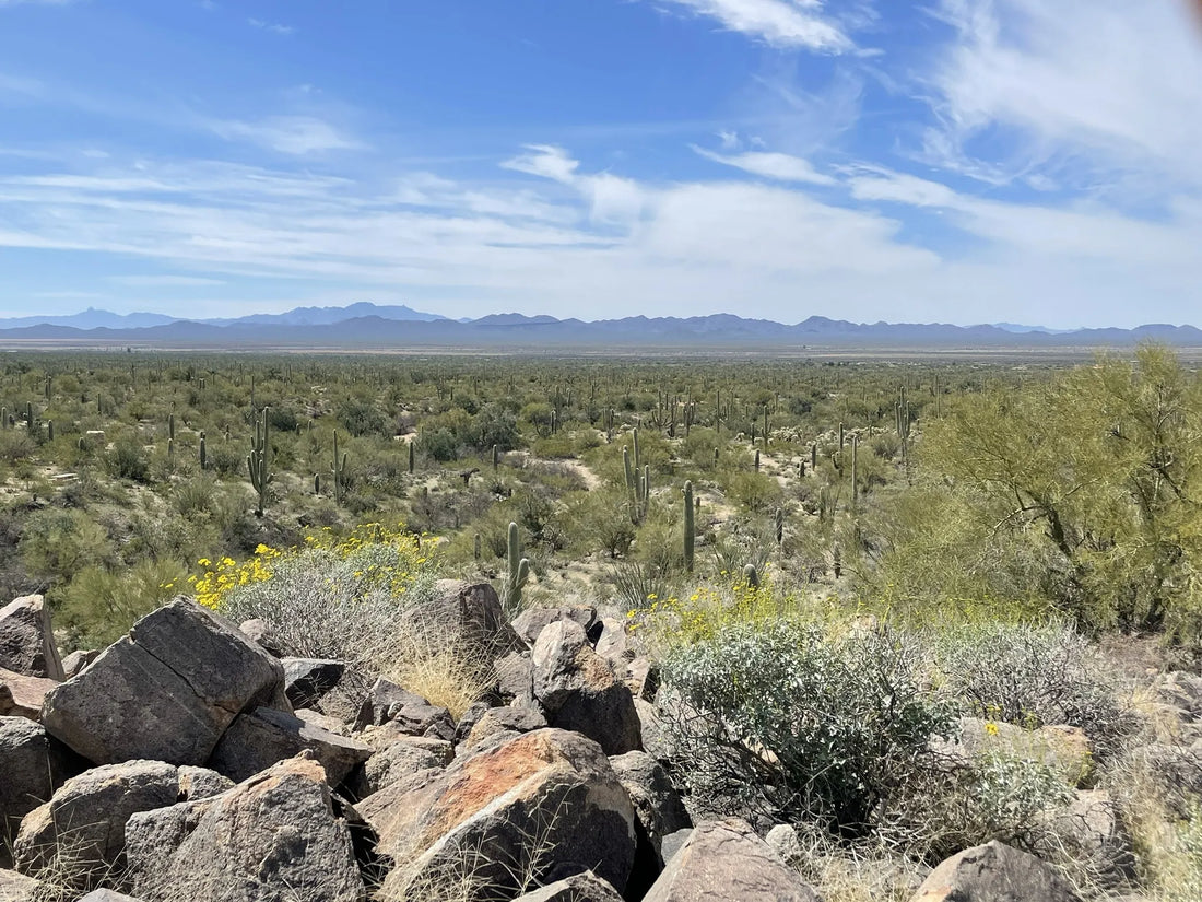 Influencer Marketing in Arizona