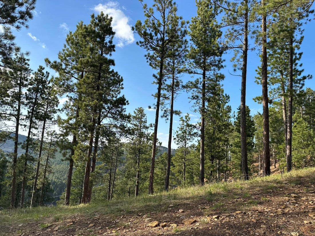 Best or Top Twitch Management Agencies and Companies in Sioux Falls, South Dakota