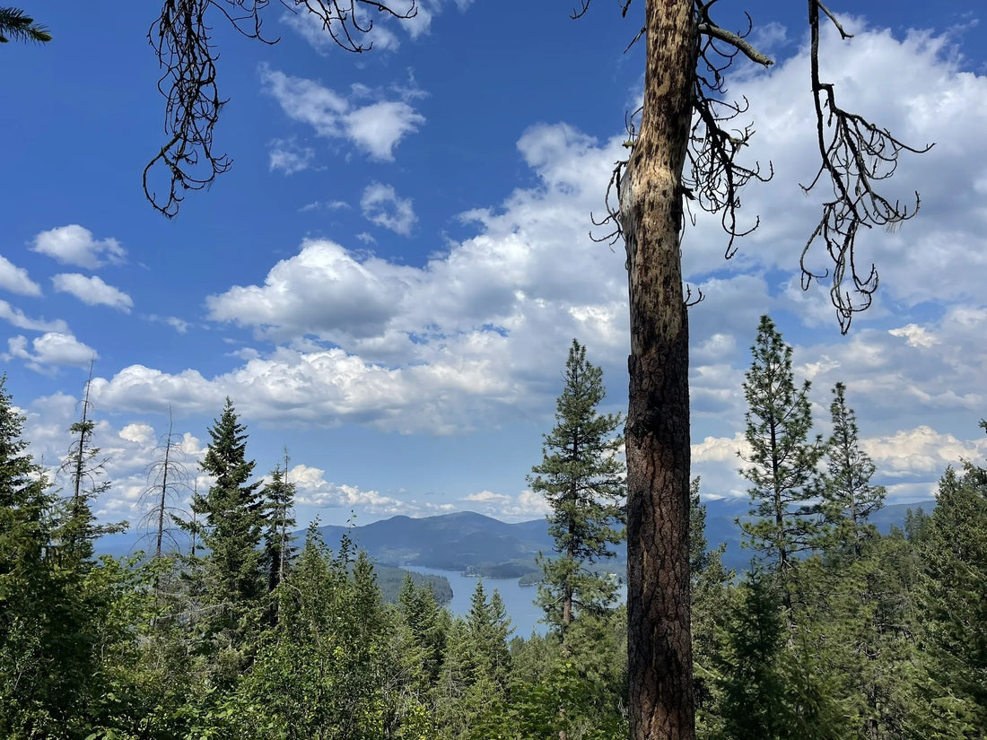 Top or Best Podcast Cover Design Agencies and Companies in Idaho