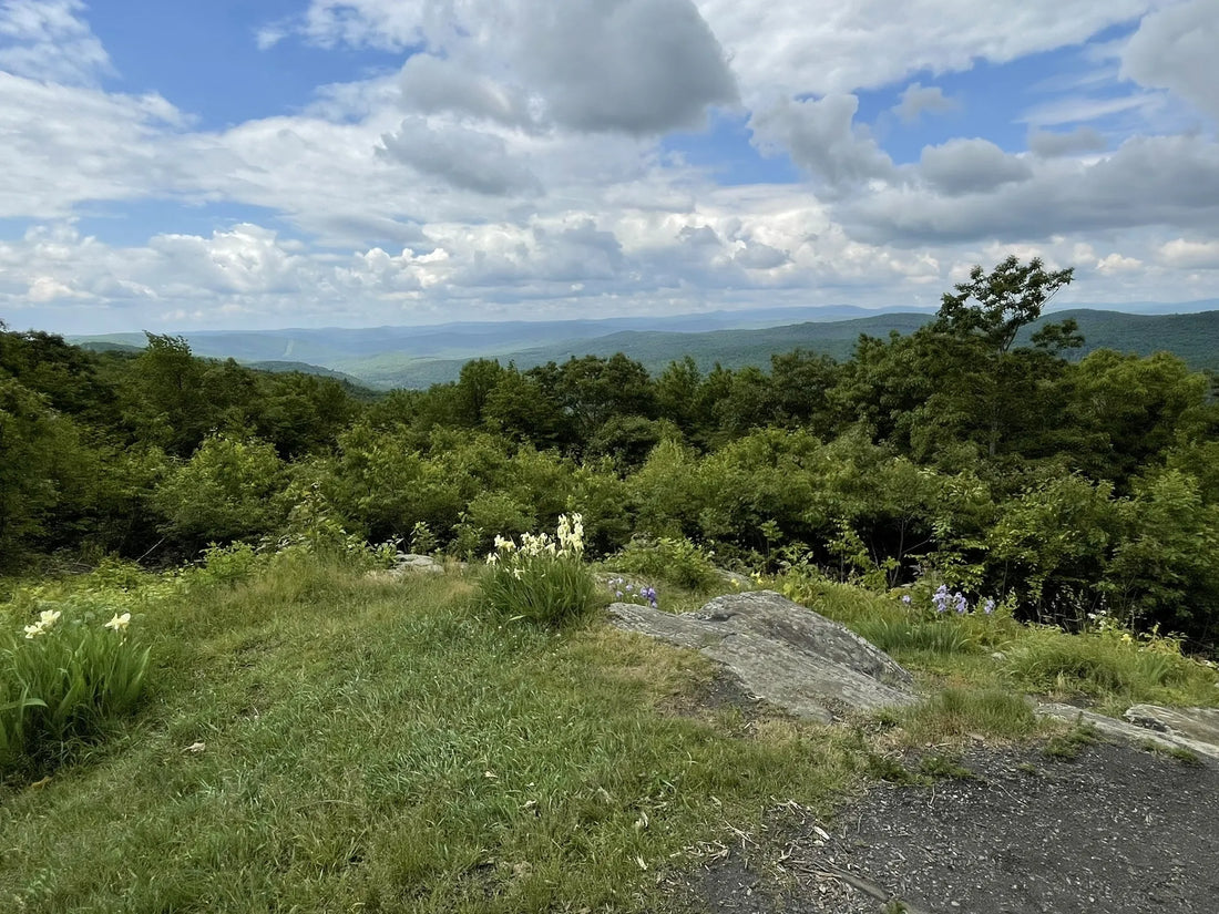 Best or Top Drawing & Illustration Agencies and Companies in Montpelier, Vermont