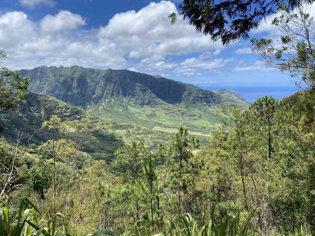 Top or Best Social Media Design Agencies and Companies in Hawaii