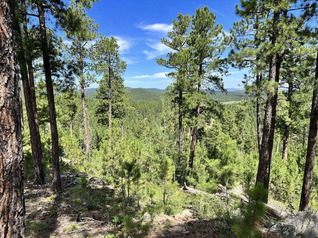 Best or Top Mural Design Agencies and Companies in Sioux Falls, South Dakota