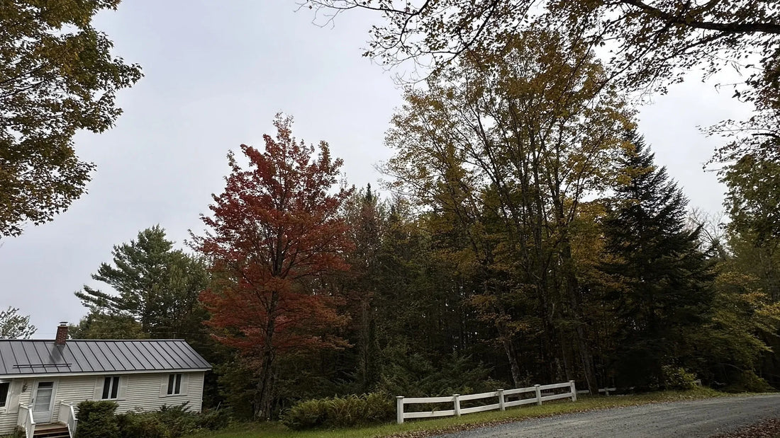 Best or Top TikTok Management Agencies and Companies in St. Albans town, Vermont