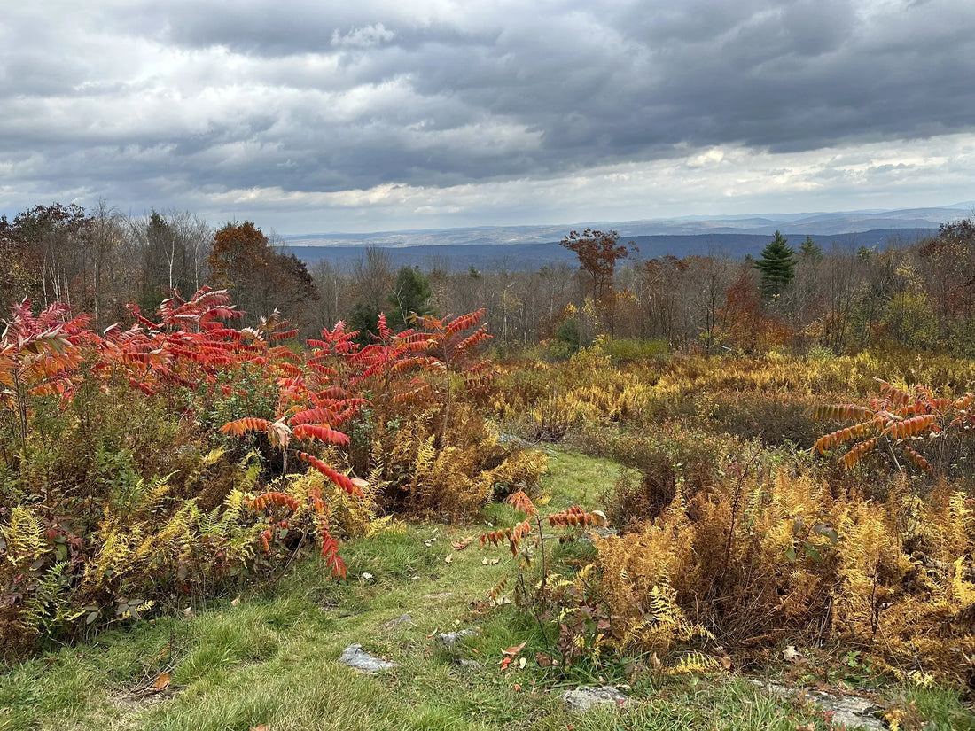 Best or Top Logo Design Agencies and Companies in Montpelier, Vermont