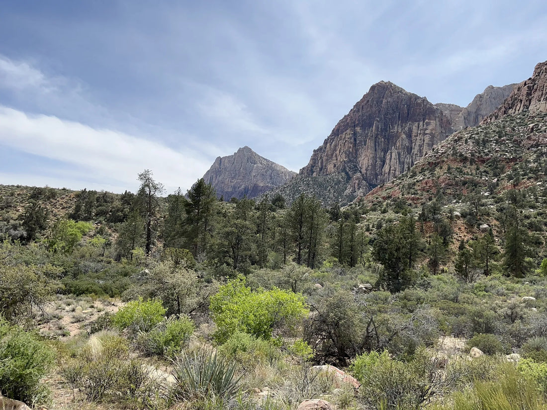 Best or Top Postcard Design Agencies and Companies in North Las Vegas, Nevada