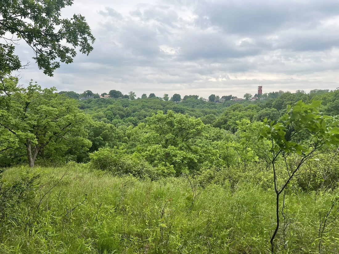 Top or Best Web & Mobile Design Agencies and Companies in Illinois