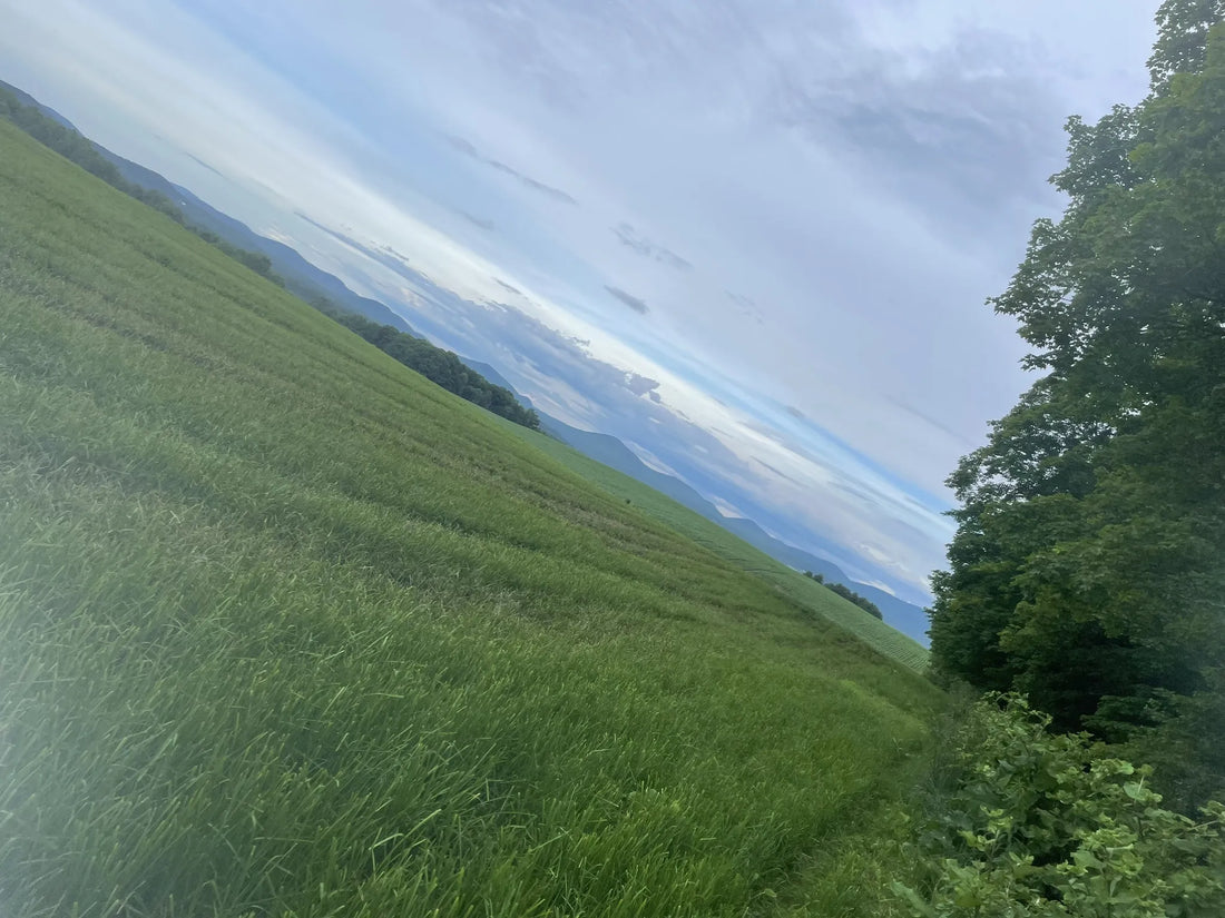 Best or Top X (Twitter) Management Agencies and Companies in St. Johnsbury, Vermont