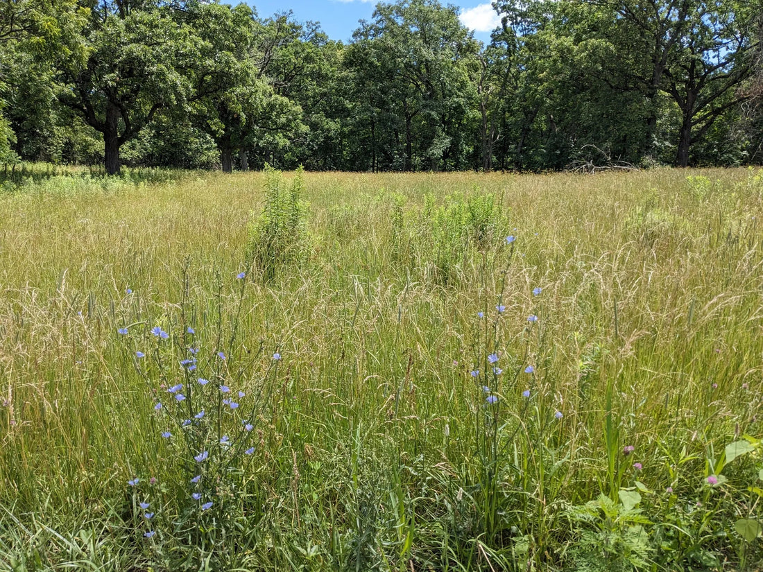 Top or Best Email Campaign Design Agencies and Companies in Illinois