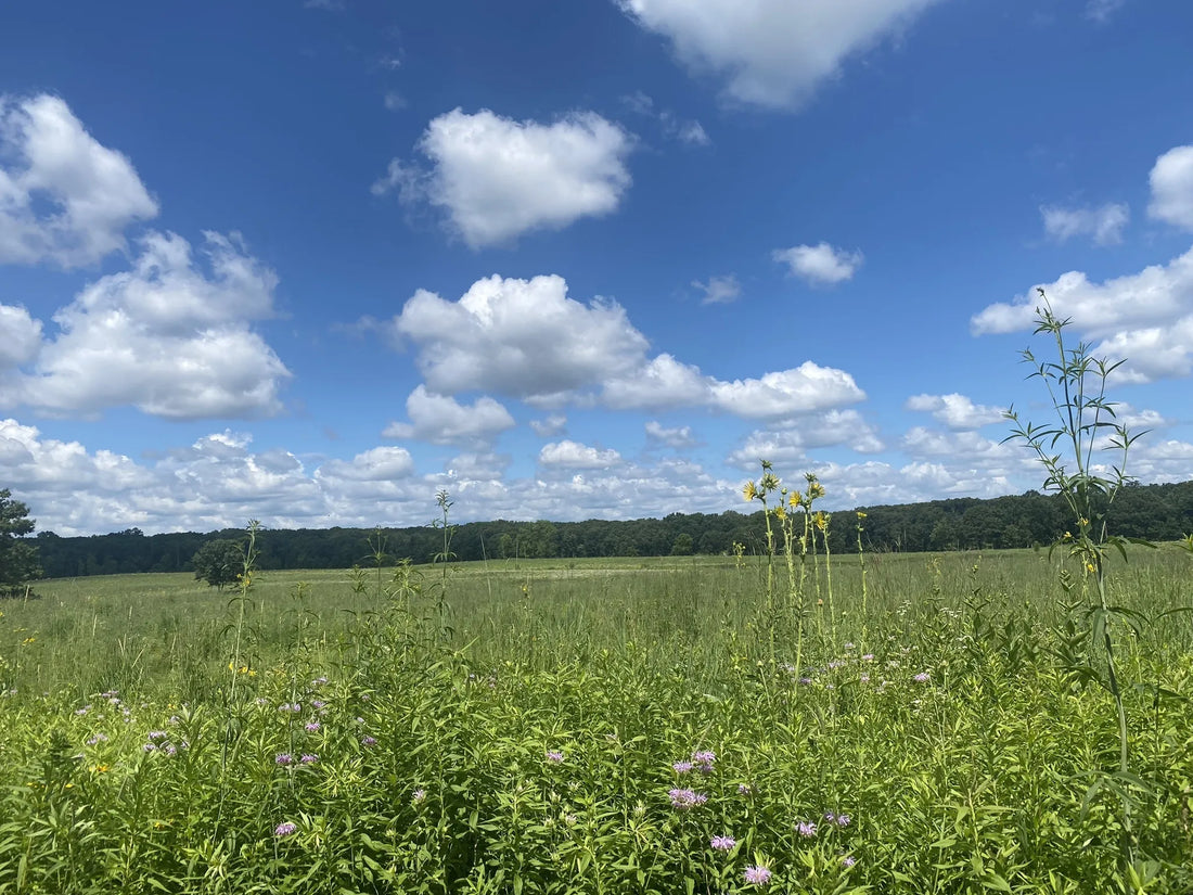 Top or Best Influencer Management Agencies and Companies in Illinois