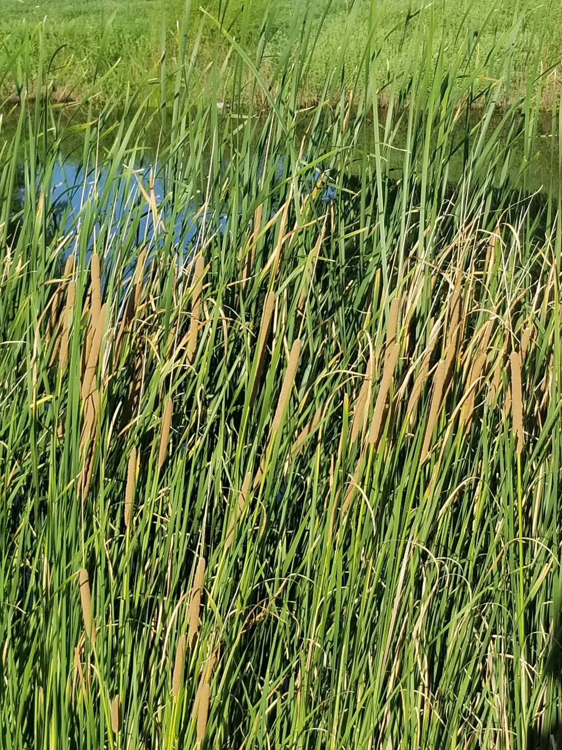 Best or Top Stationery Design Agencies and Companies in Mustang, Oklahoma