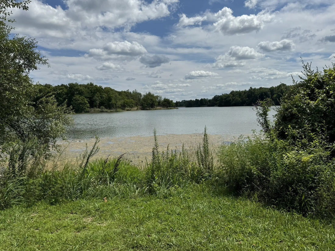 Top or Best Virtual Background Design Agencies and Companies in Illinois