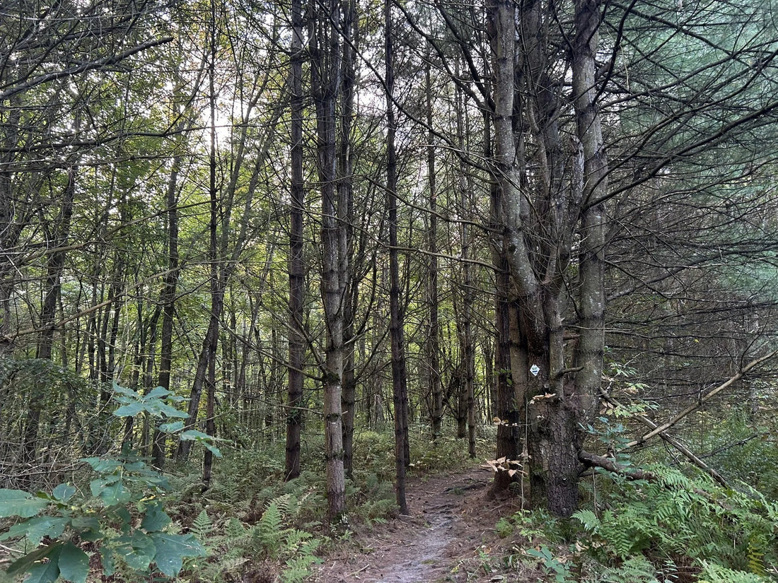 Best or Top NFT Art Agencies and Companies in St. Johnsbury, Vermont